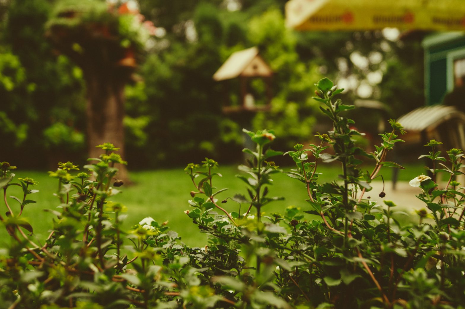 Tips om jouw tuin goed te onderhouden