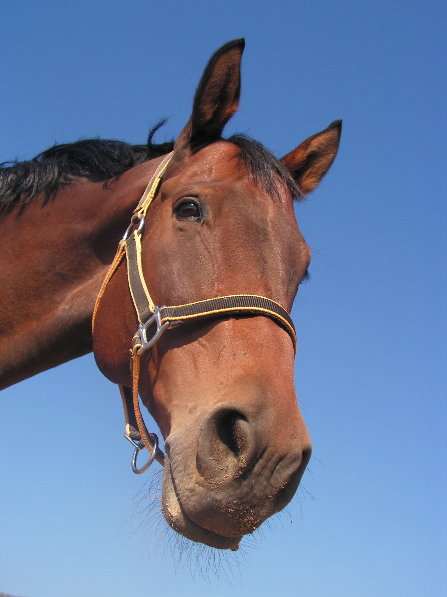 Alles voor je paardensport