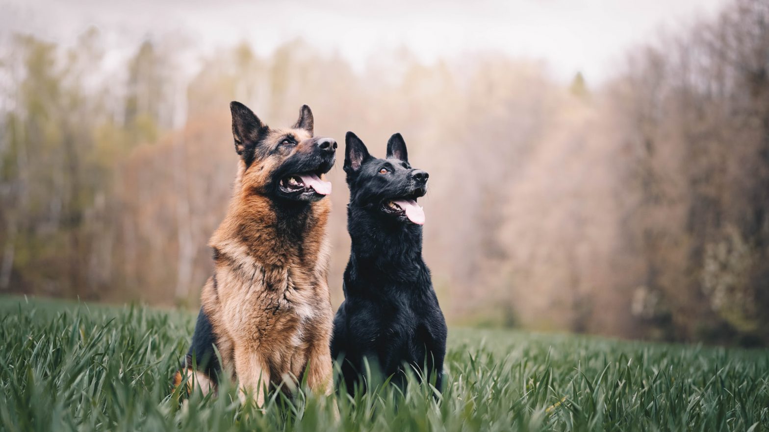 Waarom honden zo geschikt zijn om dingen op te sporen