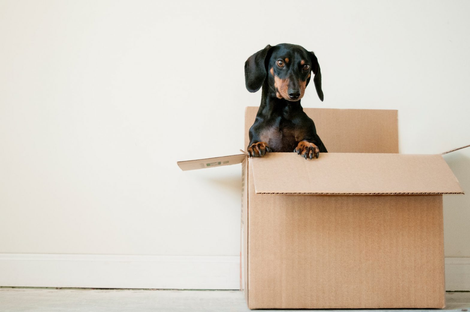 Tips voor het verhuizen van een huisdier